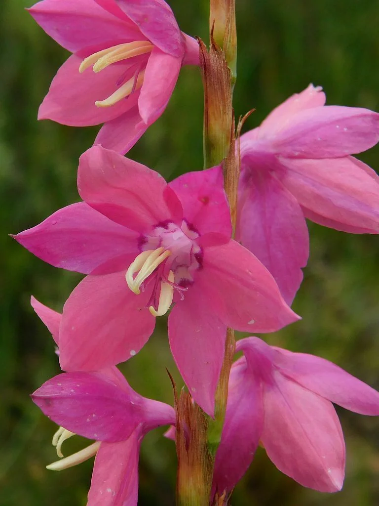 Watsonia Marginata