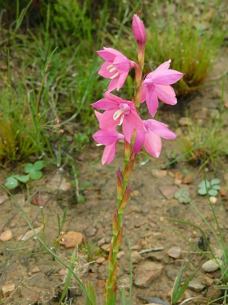 Watsonia Marginata