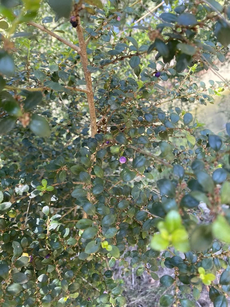 Myrsine Africana