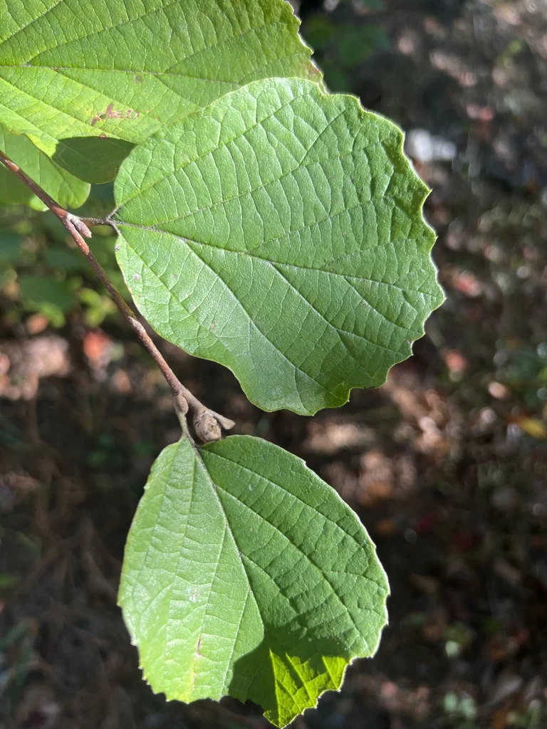 Fothergilla Major