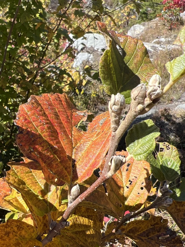 Fothergilla Major
