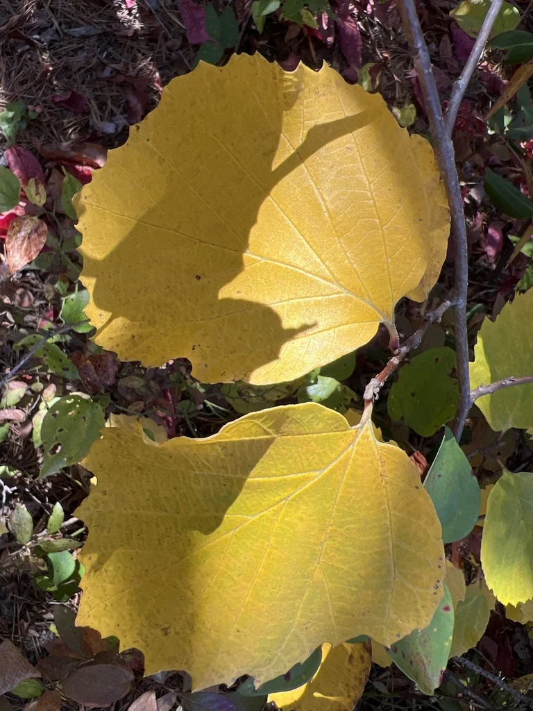 Fothergilla Major
