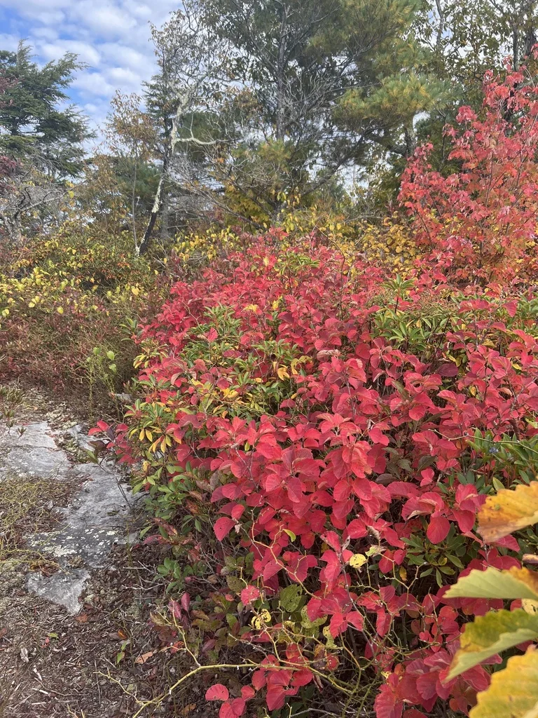 Fothergilla Major
