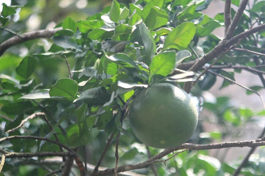 Citrus Maxima