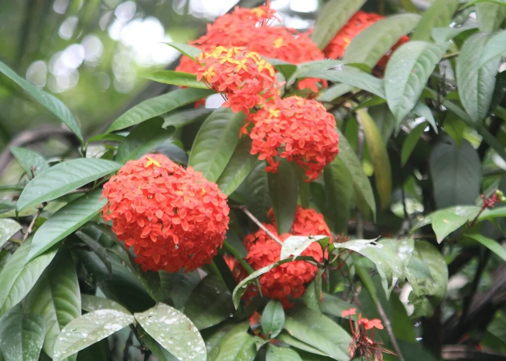 Ixora Coccinea