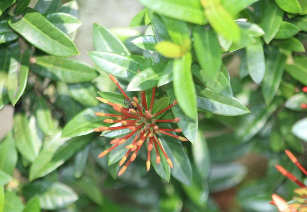 Ixora Coccinea