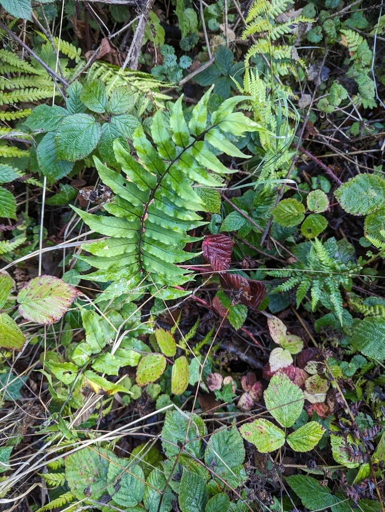 Cyrtomium fortunei