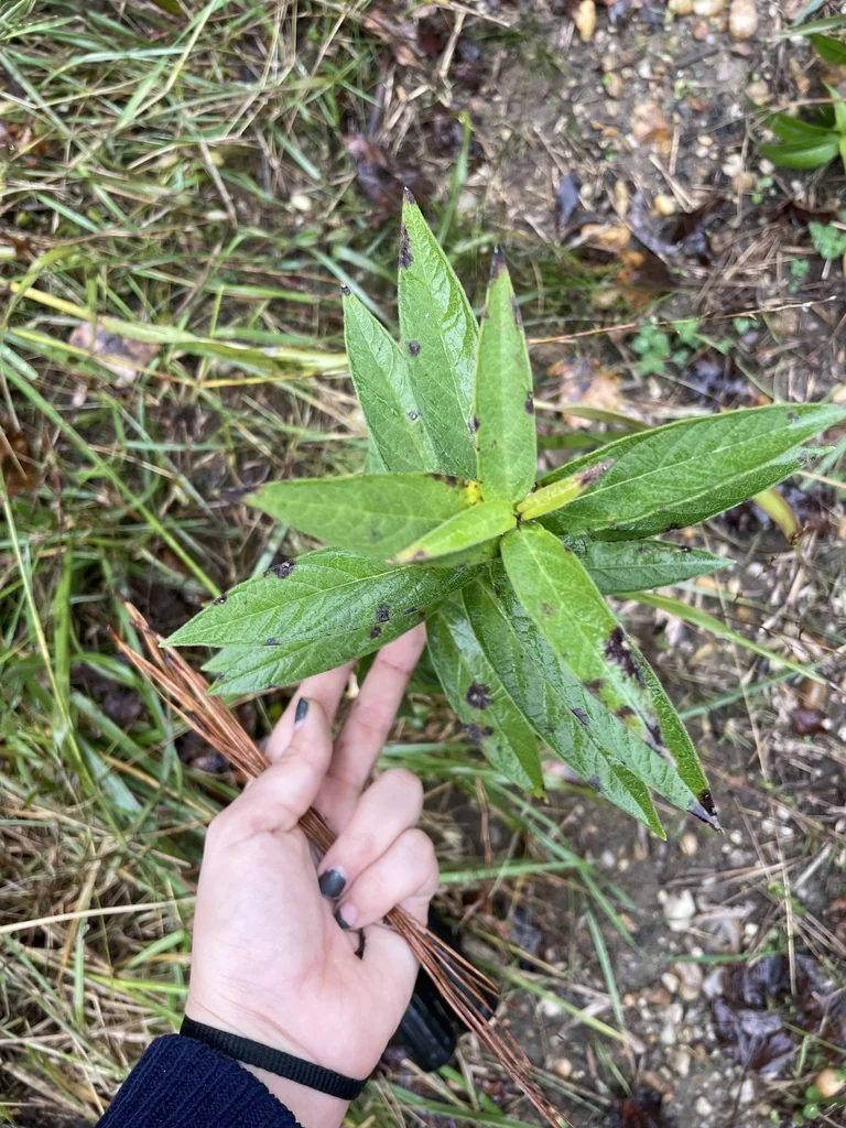 Asclepias Incarnata Pulchra