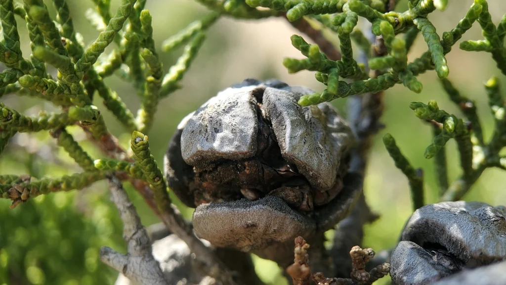 Hesperocyparis Forbesii