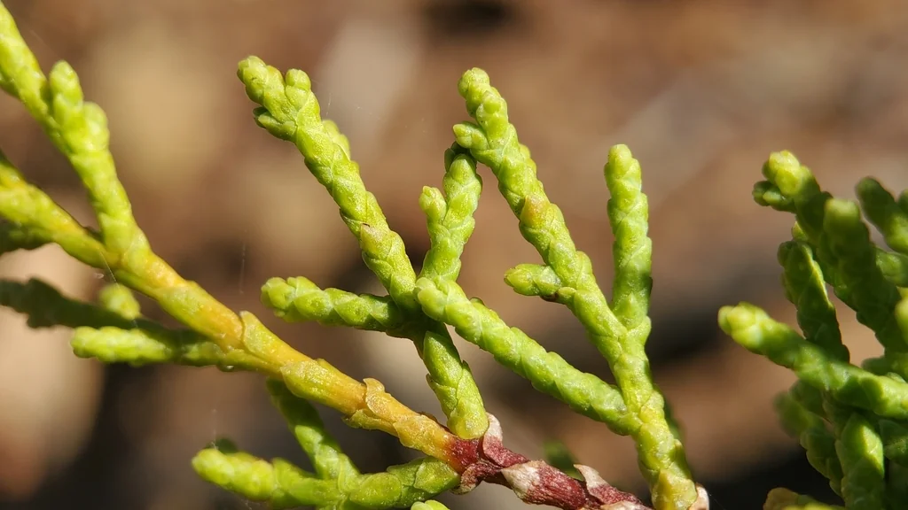 Hesperocyparis Forbesii