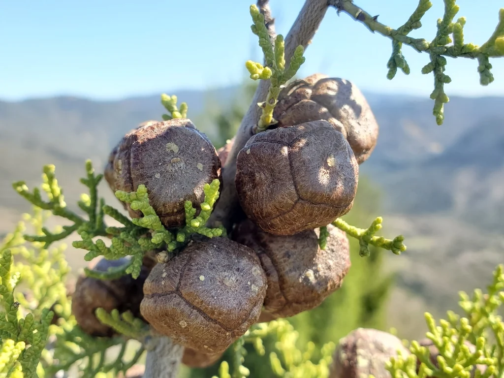 Hesperocyparis Forbesii