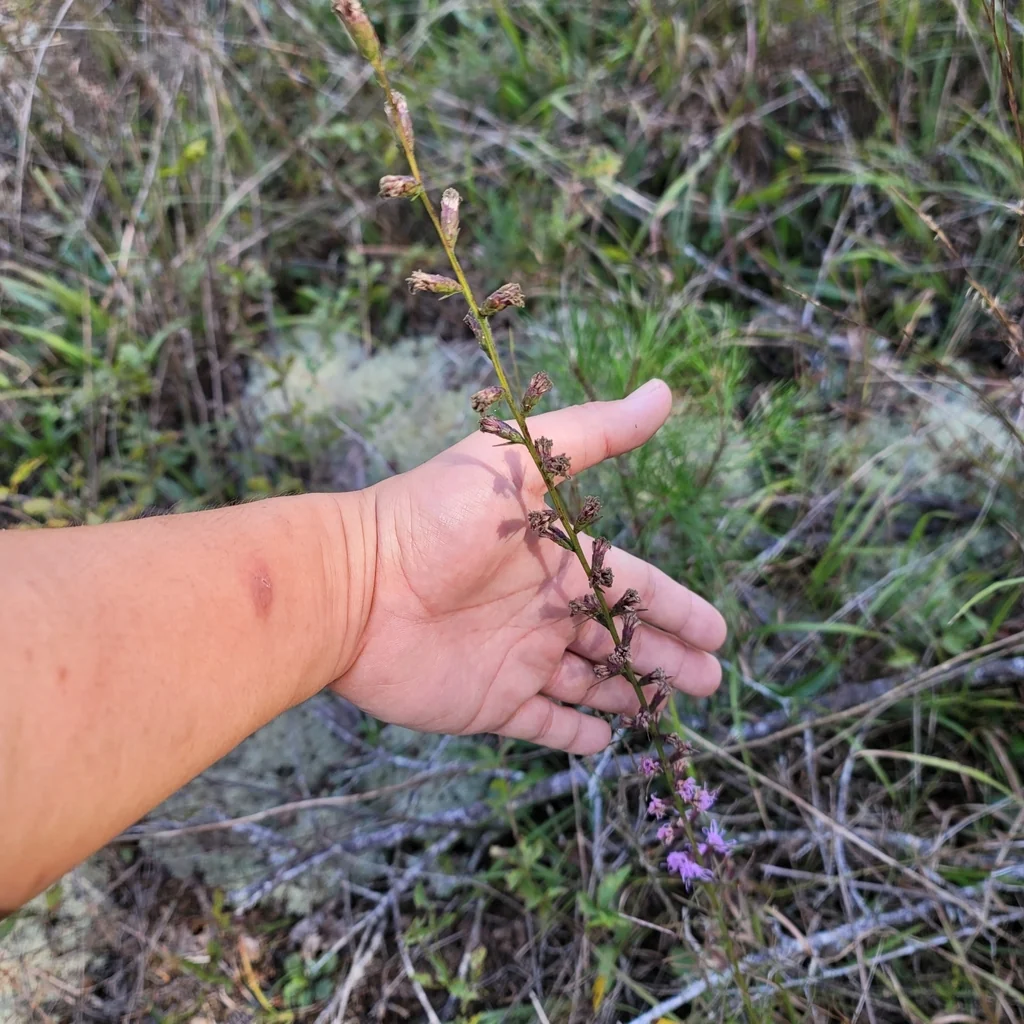 Liatris Microcephala