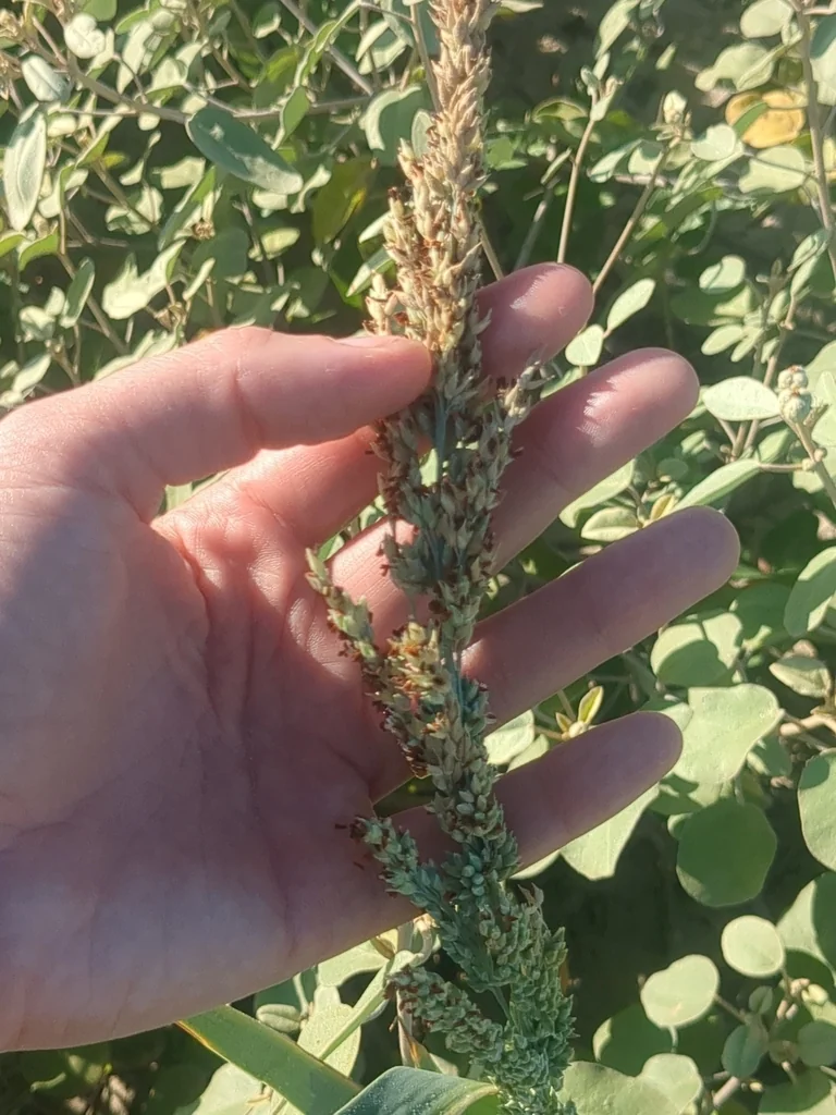 Panicum Amarum