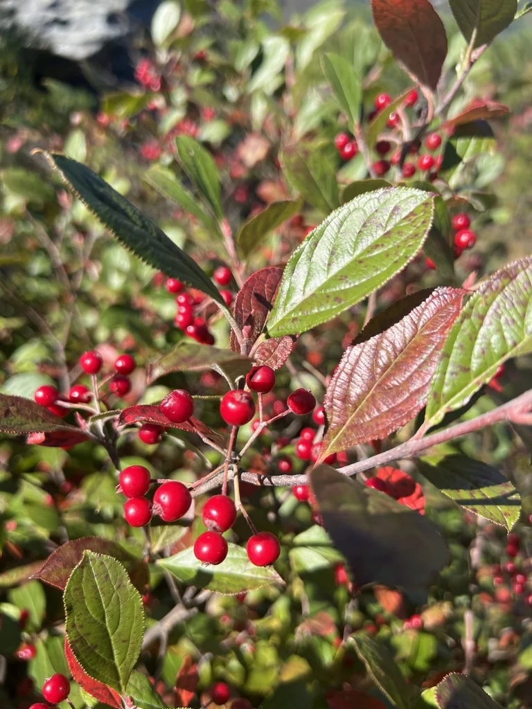 Aronia Arbutifolia