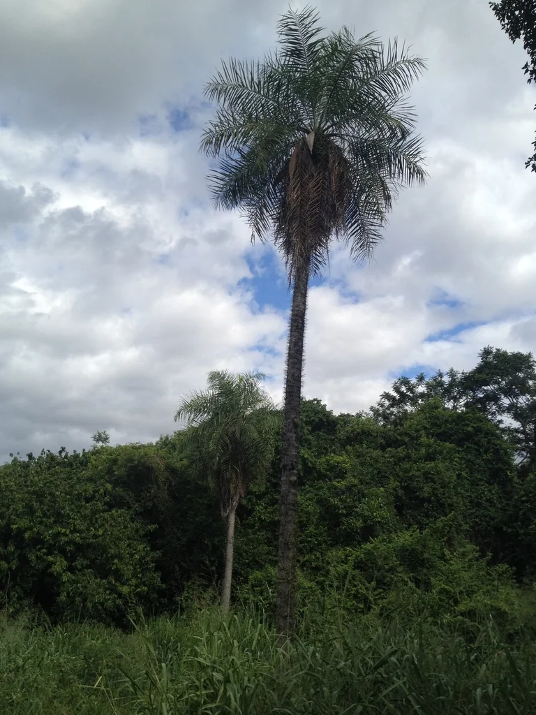 Acrocomia Totai