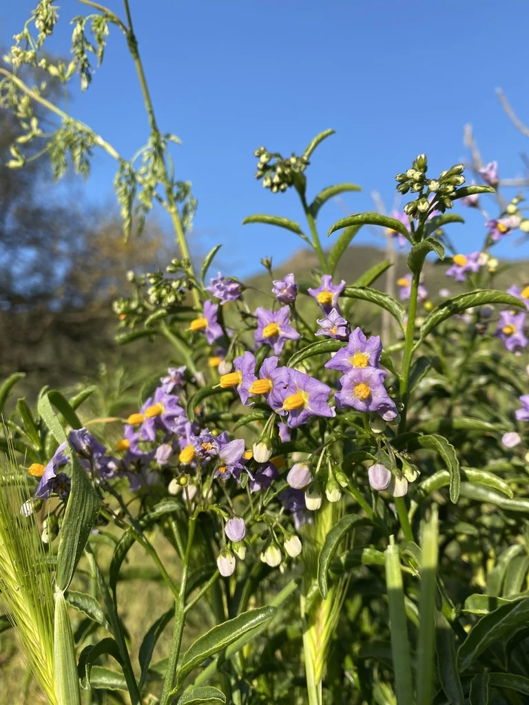 Solanum Crispum