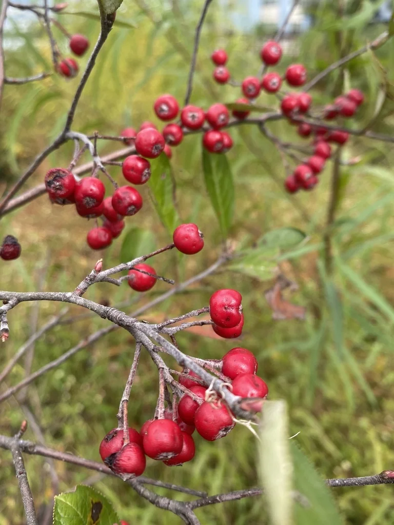 Aronia Arbutifolia