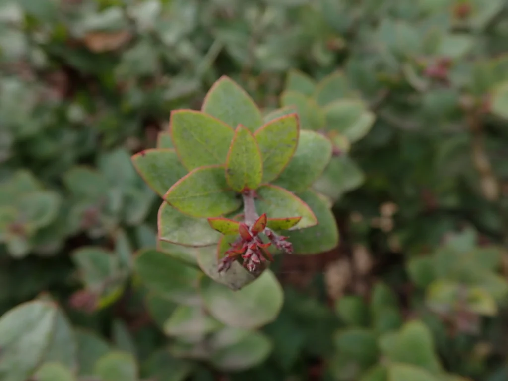 Arctostaphylos Pajaroensis