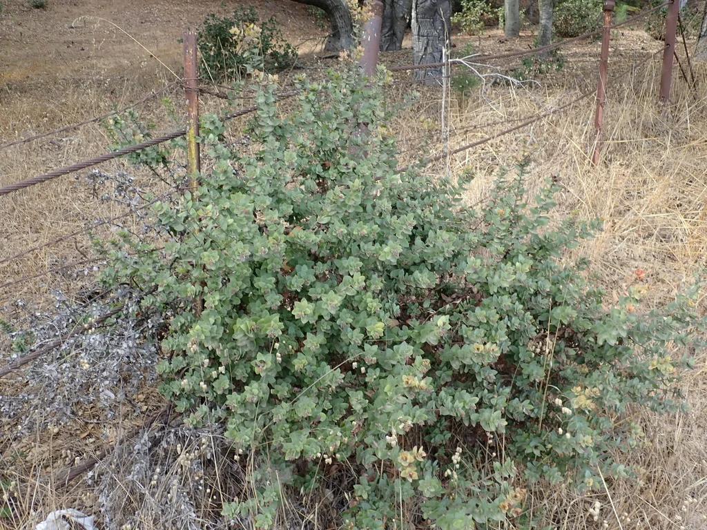 Arctostaphylos Pajaroensis