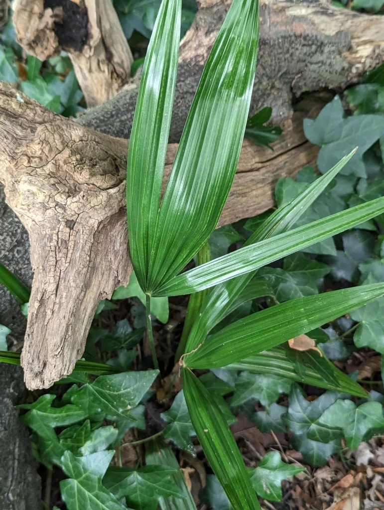 Trachycarpus Wagnerianus