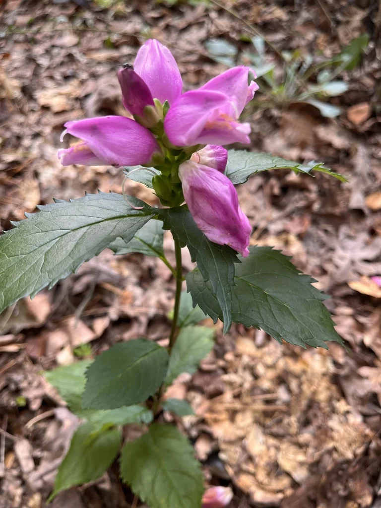 Chelone Lyonii