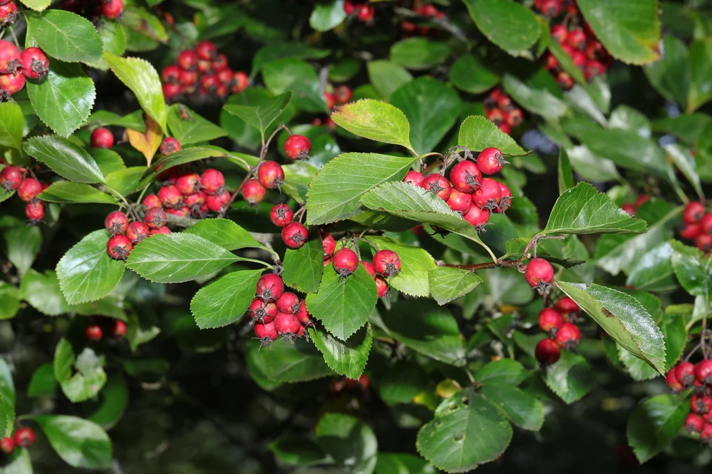 Crataegus Crus-Galli