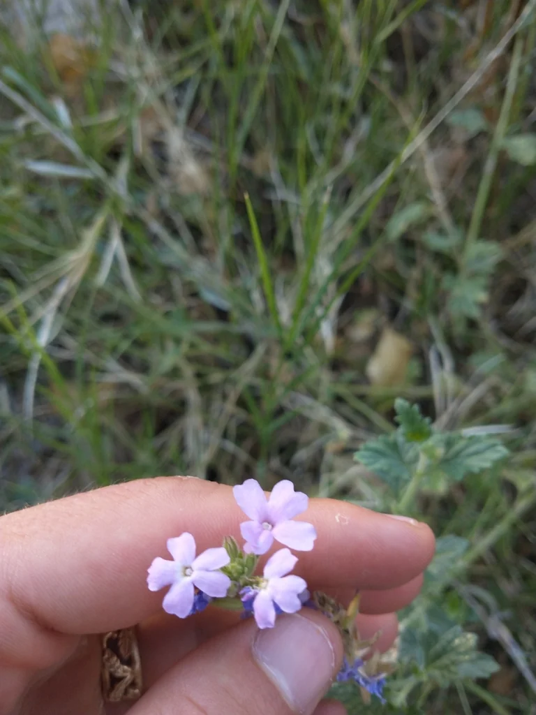 Verbena Gooddingii