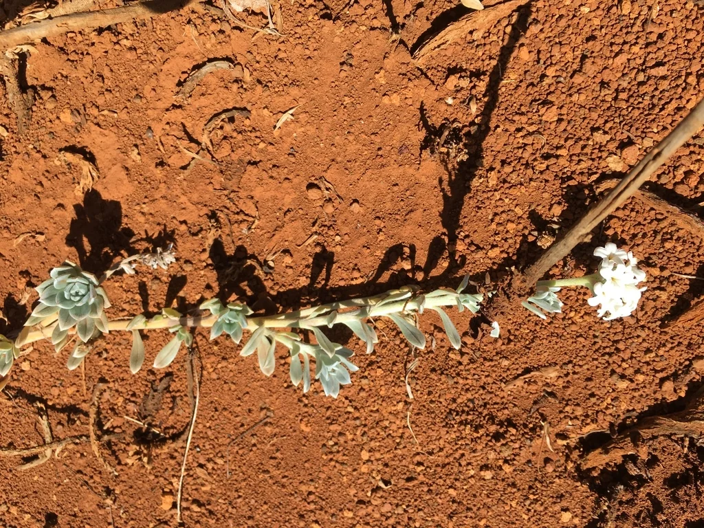 Heliotropium Anomalum Argenteum