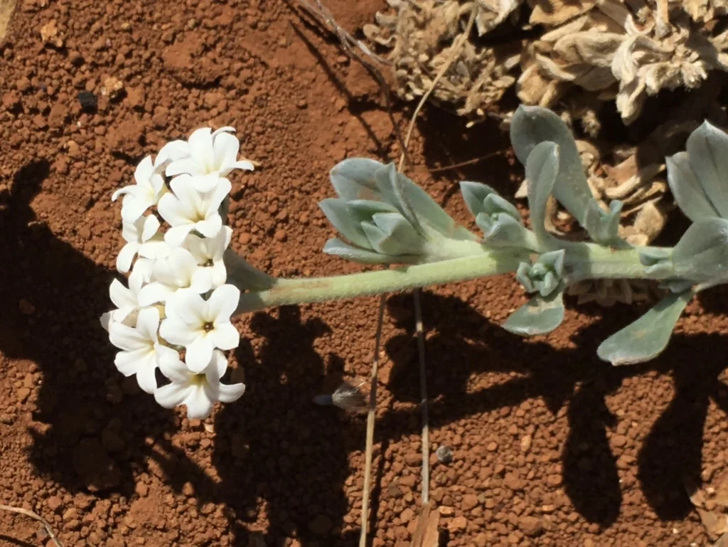 Heliotropium Anomalum Argenteum
