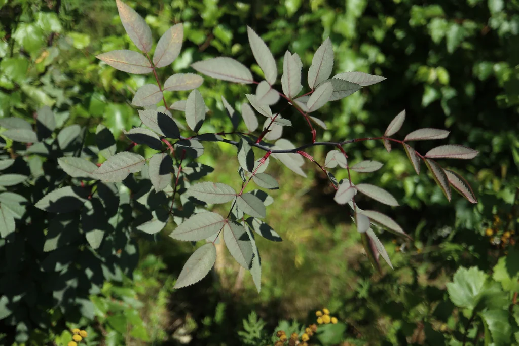 Rosa Glauca