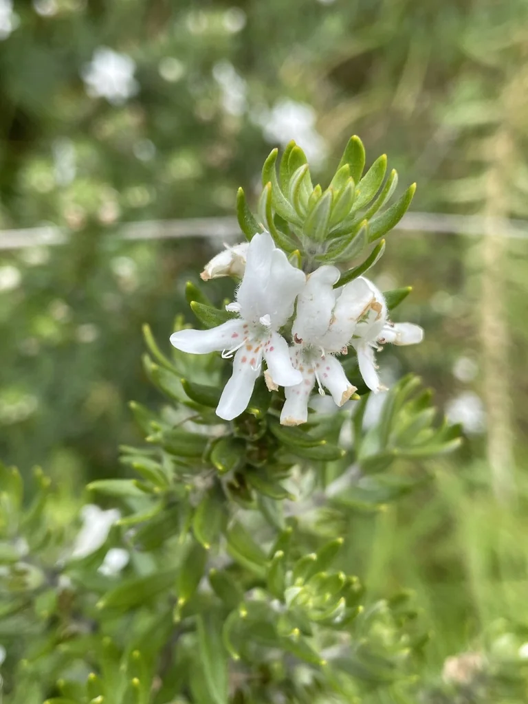 Westringia fruticosa