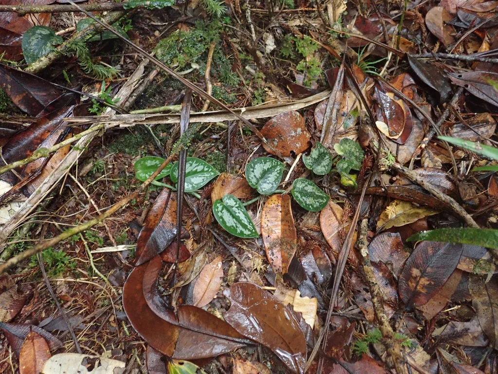 Scindapsus pictus