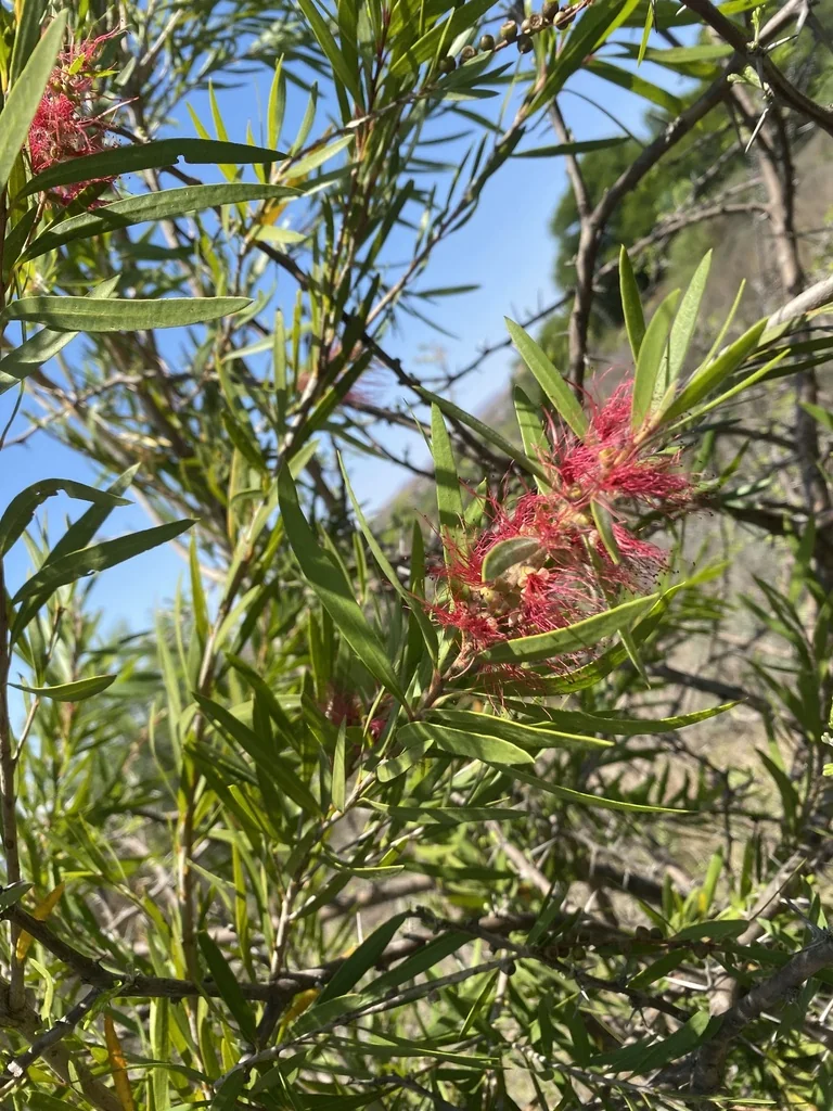 Callistemon Viminalis