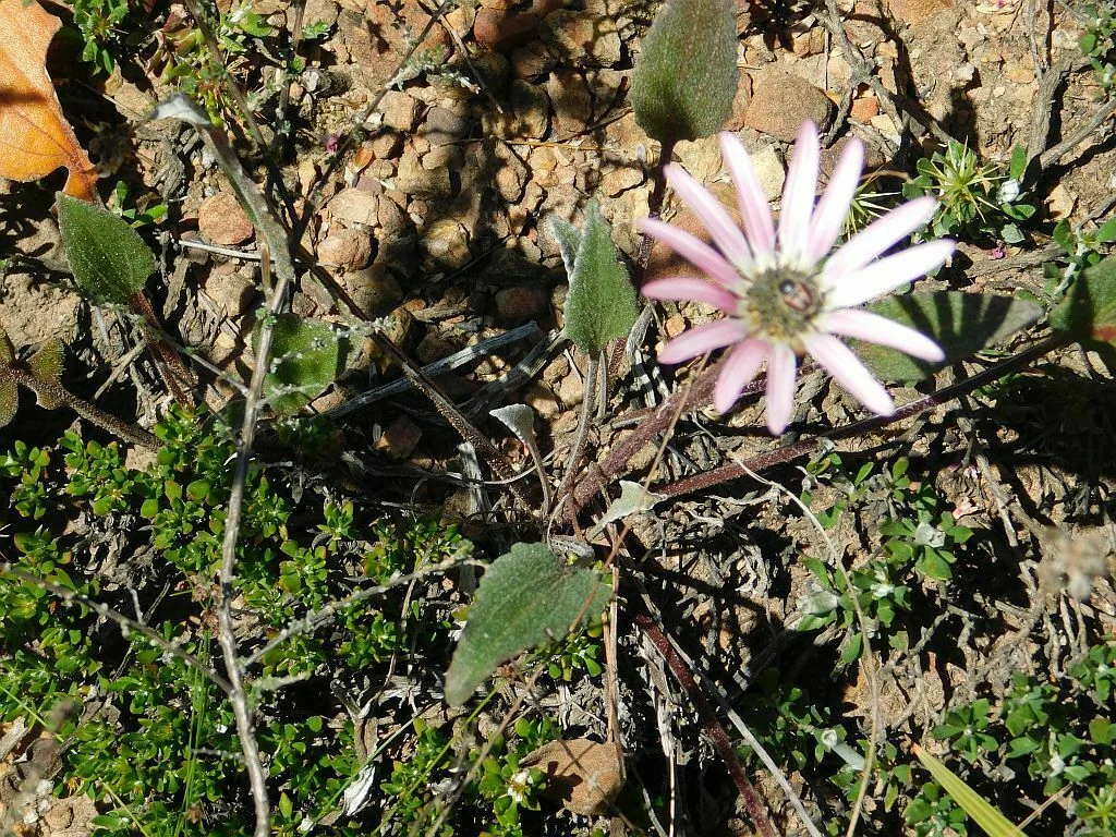 Arctotis Acaulis