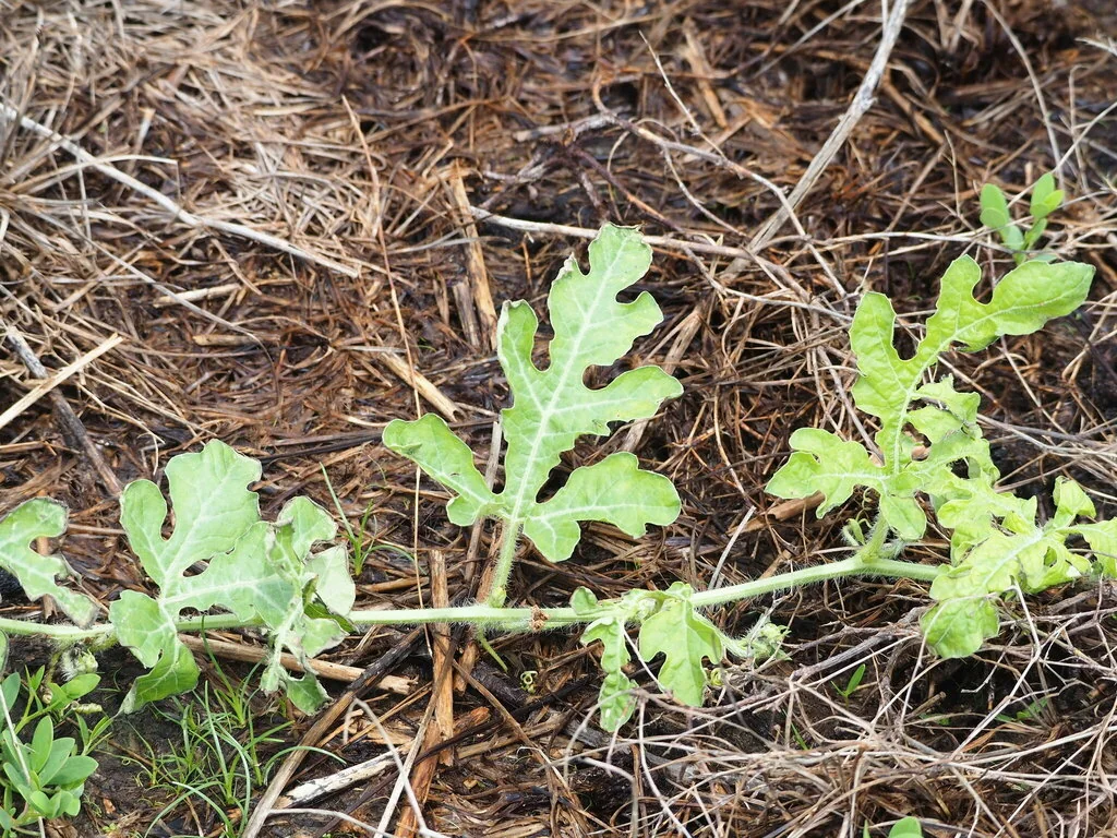 Citrullus Lanatus