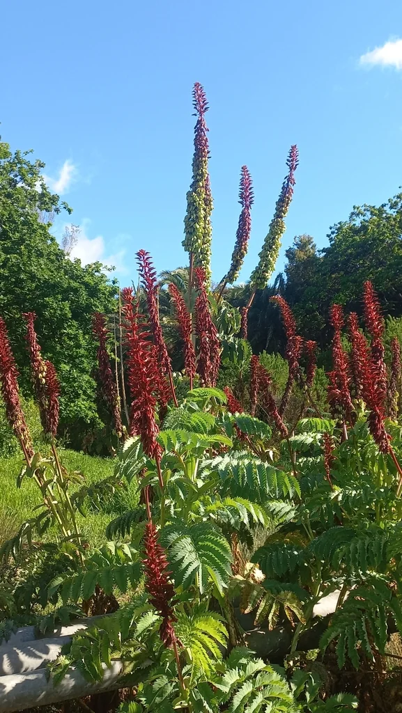 Melianthus Major