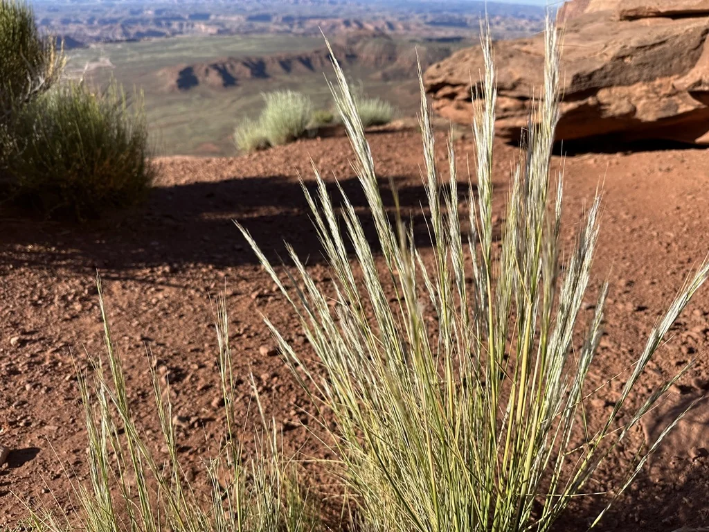 Stipa speciosa