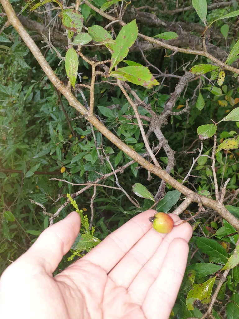 Crataegus Crus-Galli