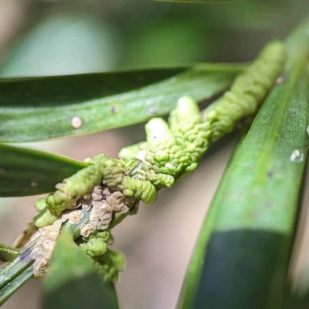 Afrocarpus Falcatus