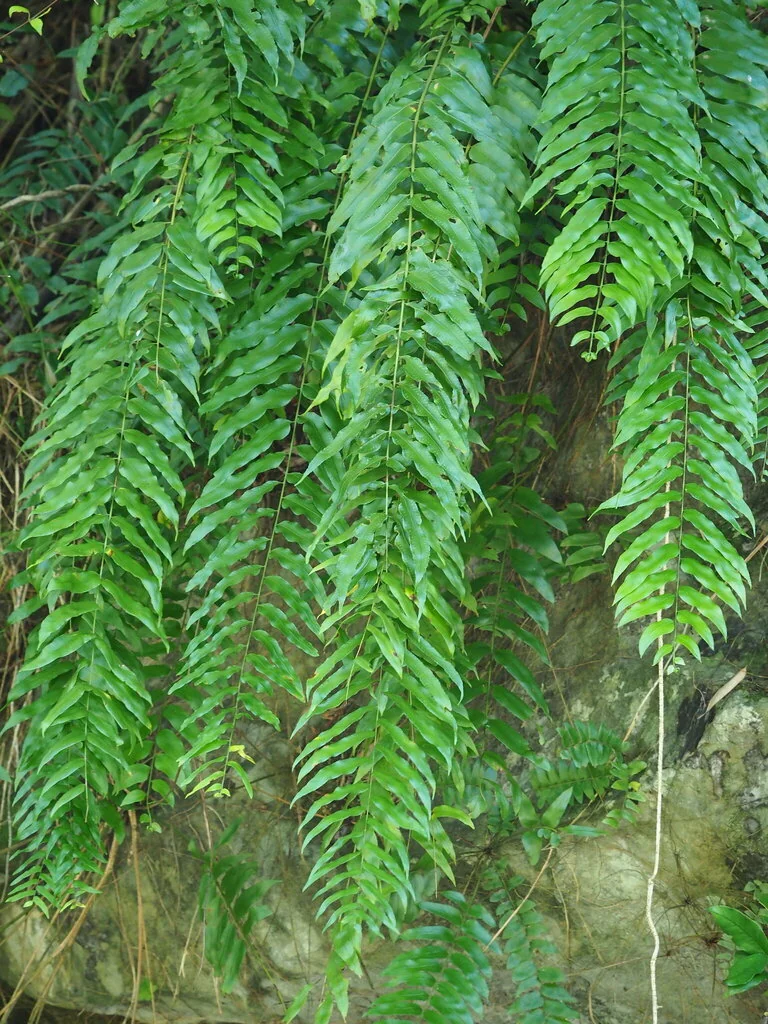 Nephrolepis biserrata