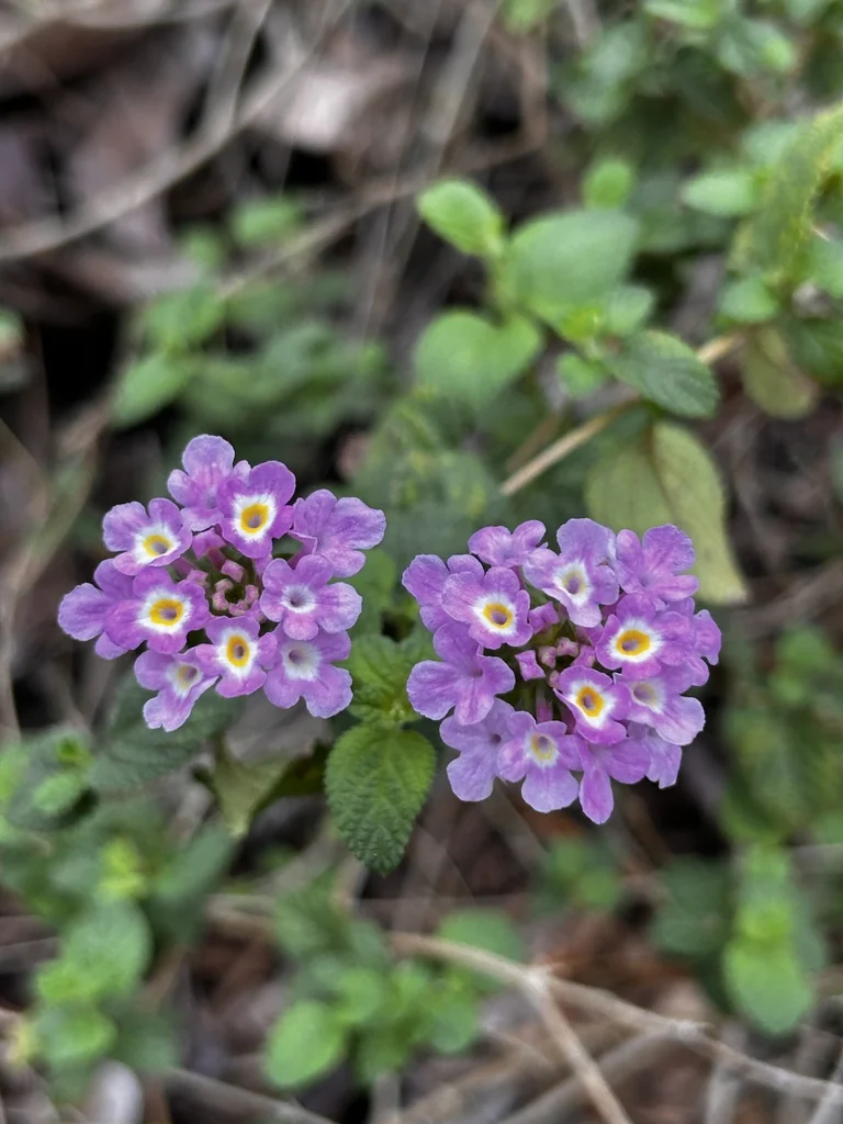 Lantana montevidensis