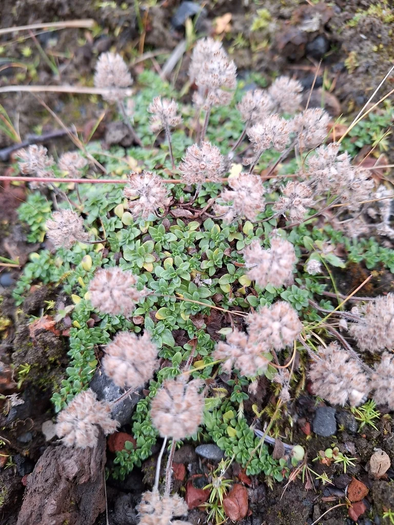 Thymus Praecox Arcticus