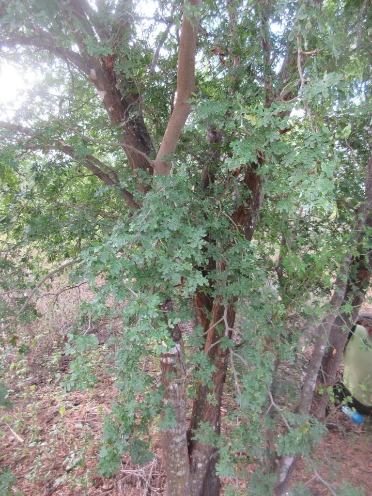 Ebenopsis Ebano