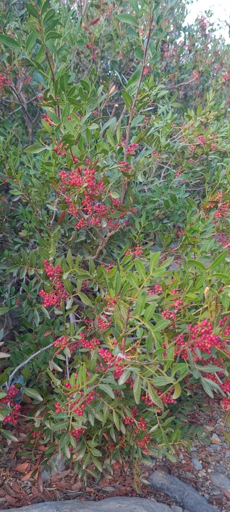 Pistacia Atlantica