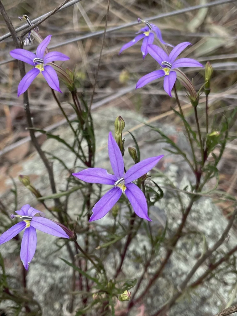 Isotoma axillaris