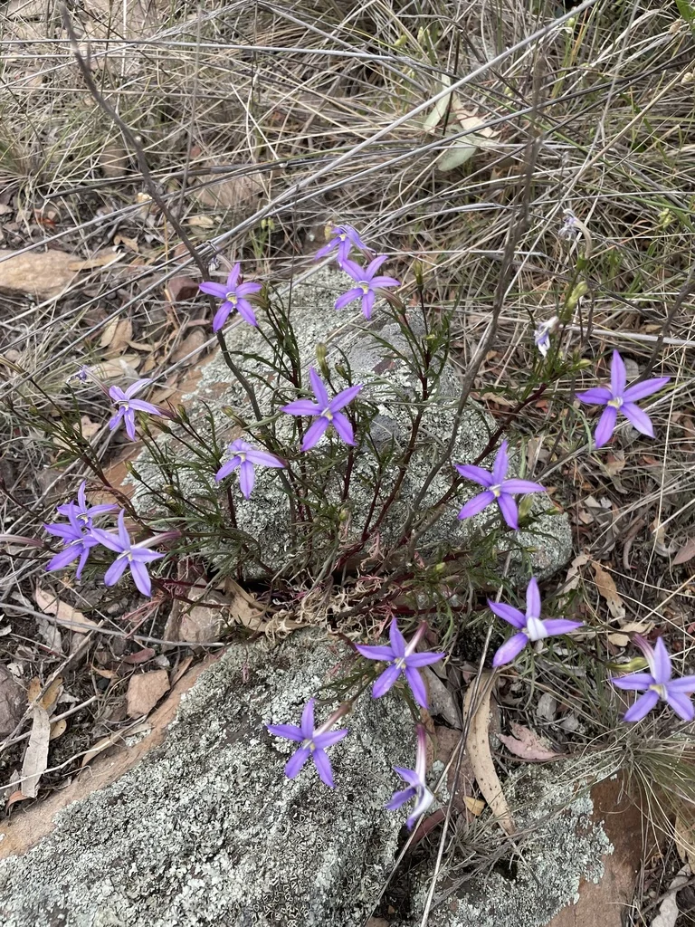 Isotoma axillaris