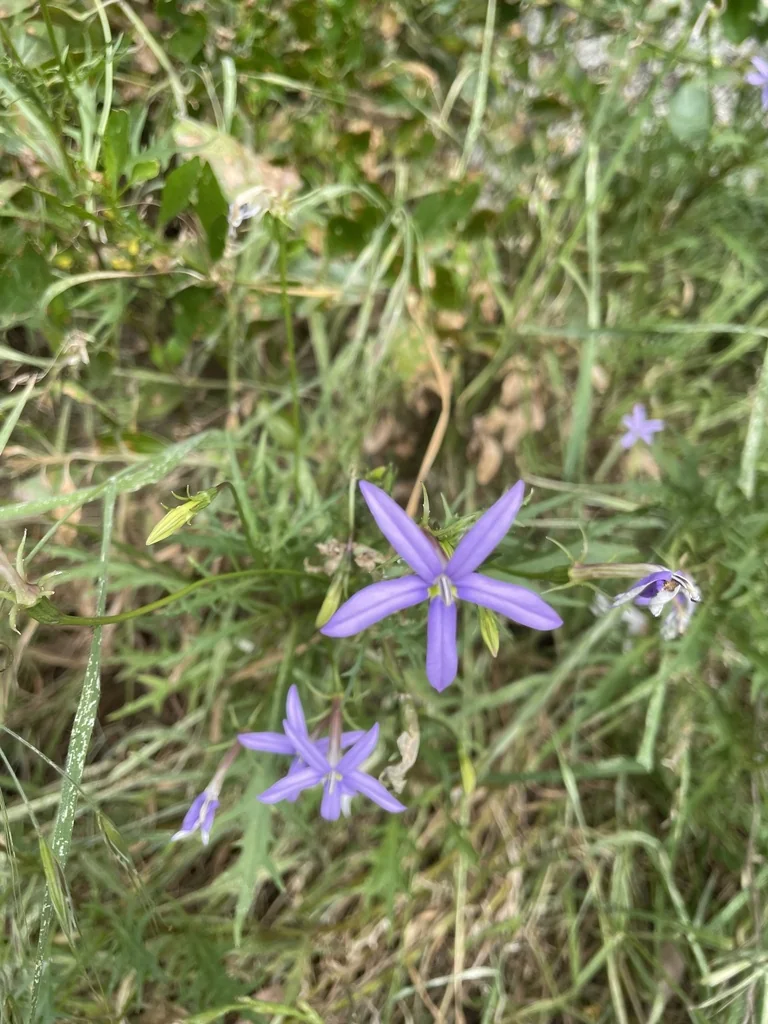 Isotoma axillaris