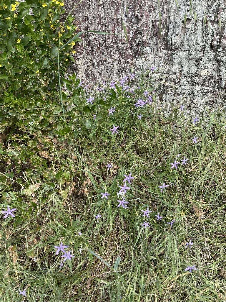 Isotoma axillaris