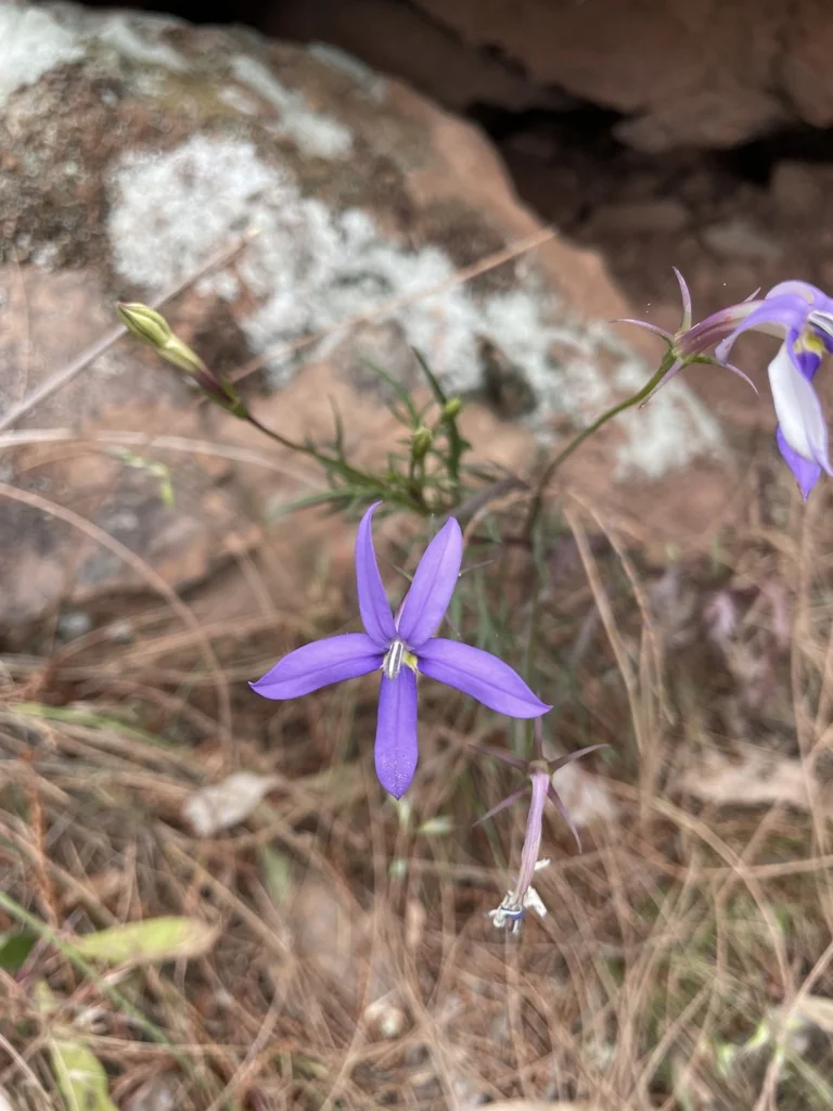 Isotoma axillaris
