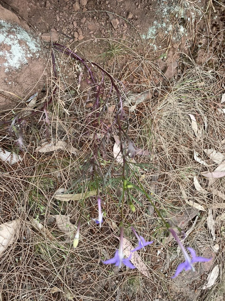 Isotoma axillaris